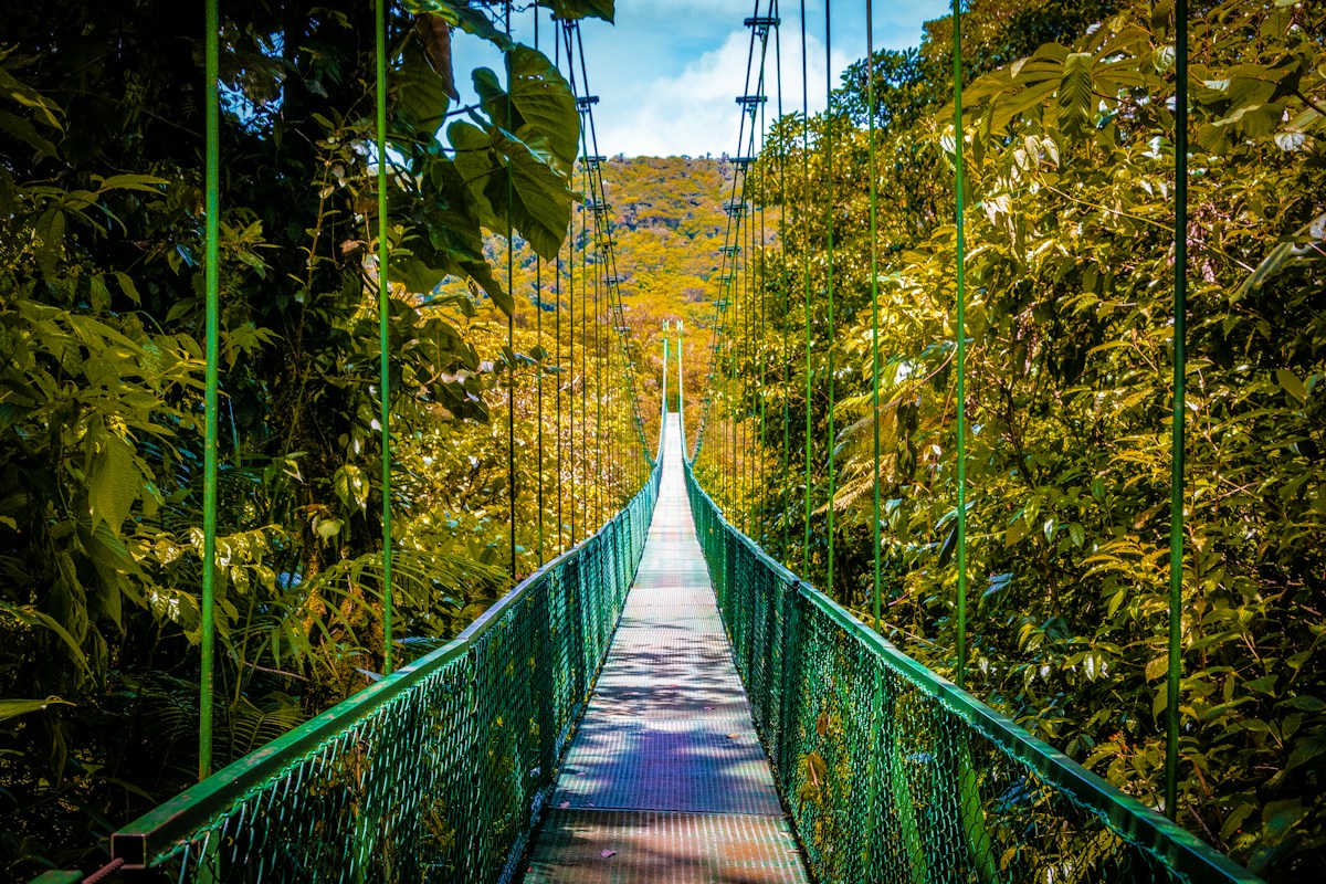 Monteverde forest canopy in Costa Rica